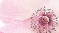 Foto copyright b jach - Mohn.
