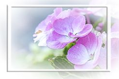 Foto copyright b jach - hortensie