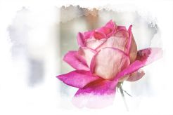 Foto copyright b jach - eine rose, eine rose, eine rose.