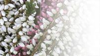 Copyright FotoArtbrigitte