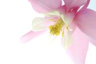 © Adobe-Stock