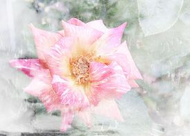 Rose Monatsmeditation
