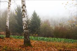 F Nebel - November-Meditation