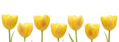 Tulpen